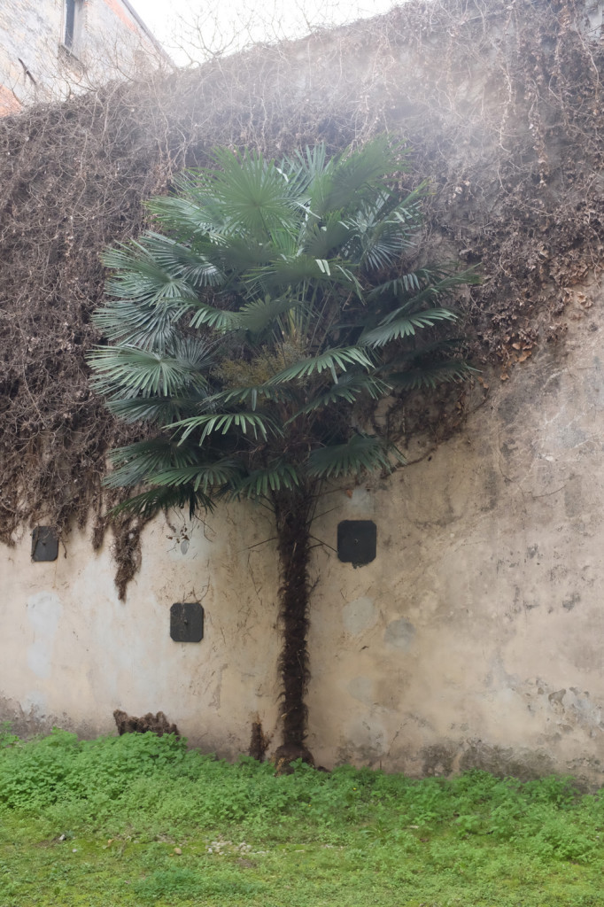 A palm tree in Pordenone