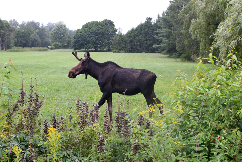 Moose on route 32, Waldoboro, Maine