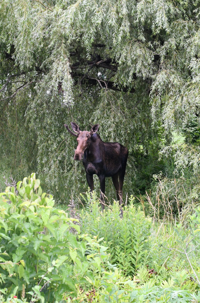 Moose on route 32, Waldoboro, Maine
