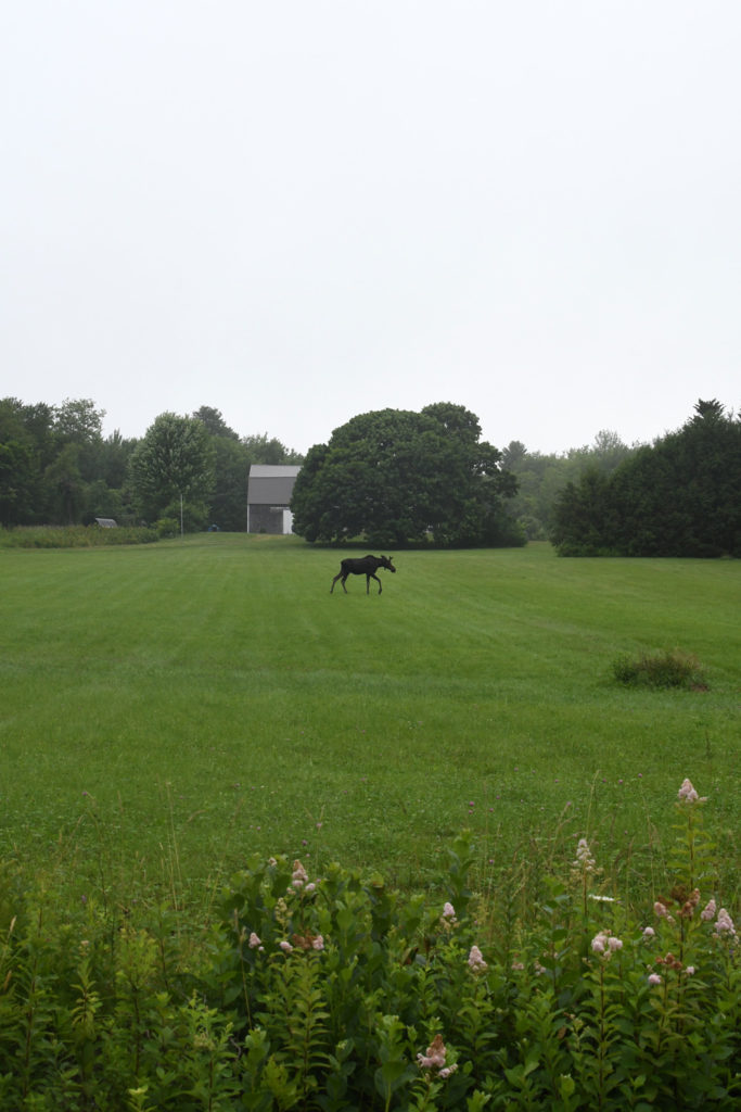 Moose on route 32, Waldoboro, Maine
