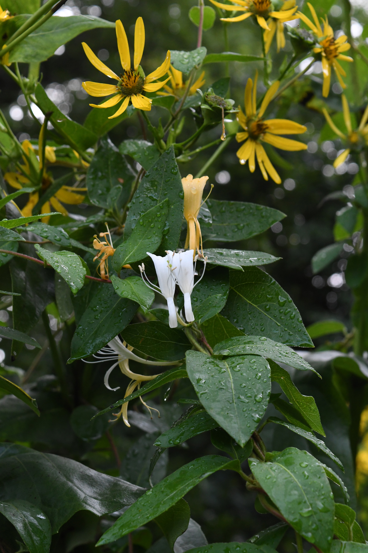 Rudbeckia and honeysuckle Rudbeckia and honeysuckle