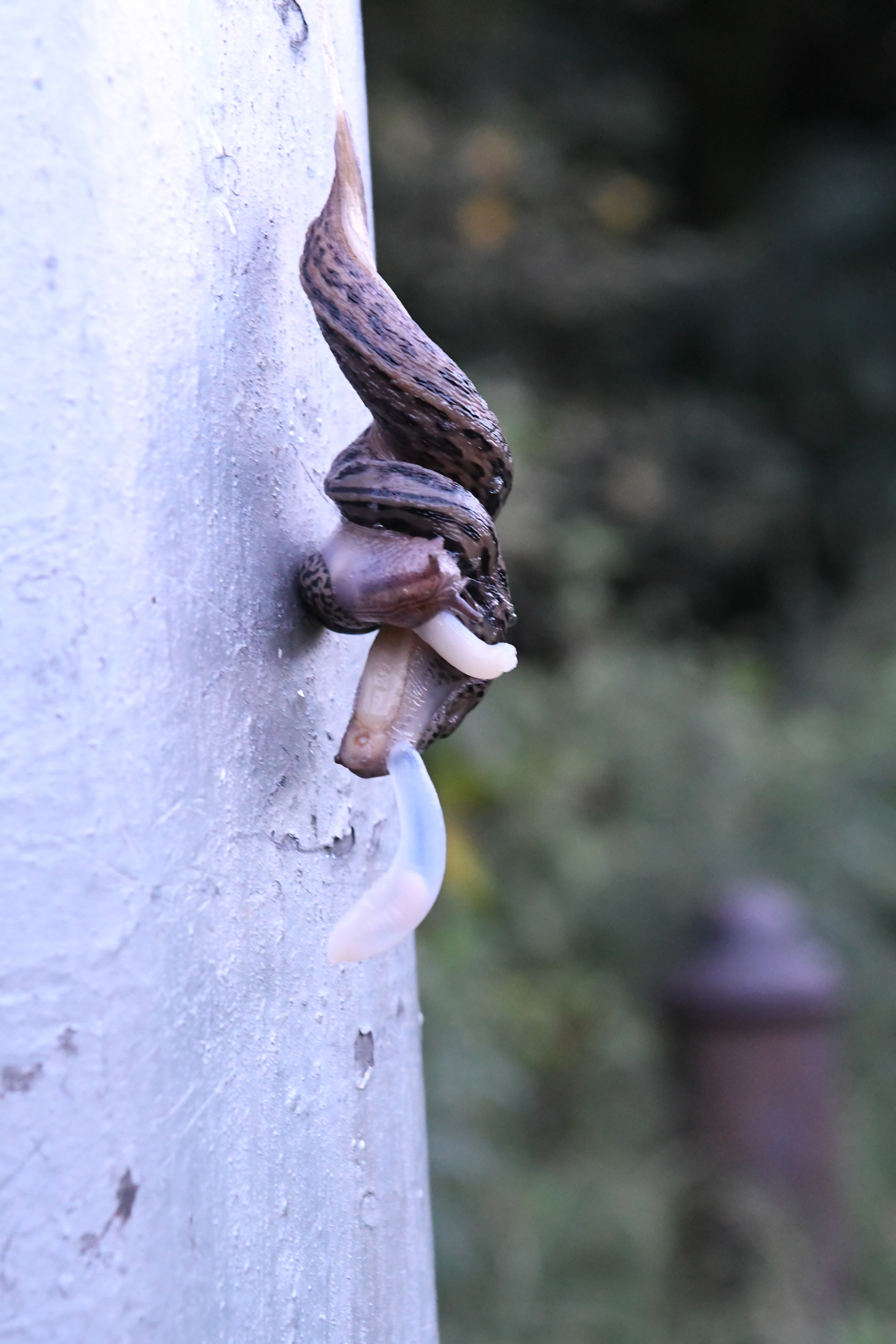 Slug copulation, Prospect Park Slug copulation, Prospect Park