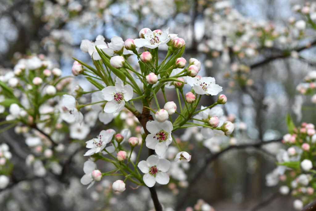 Apple blossoms, Prospect Park