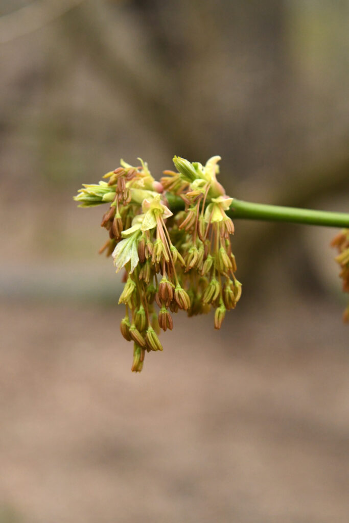 Boxelder maple flowers, Prospect Park