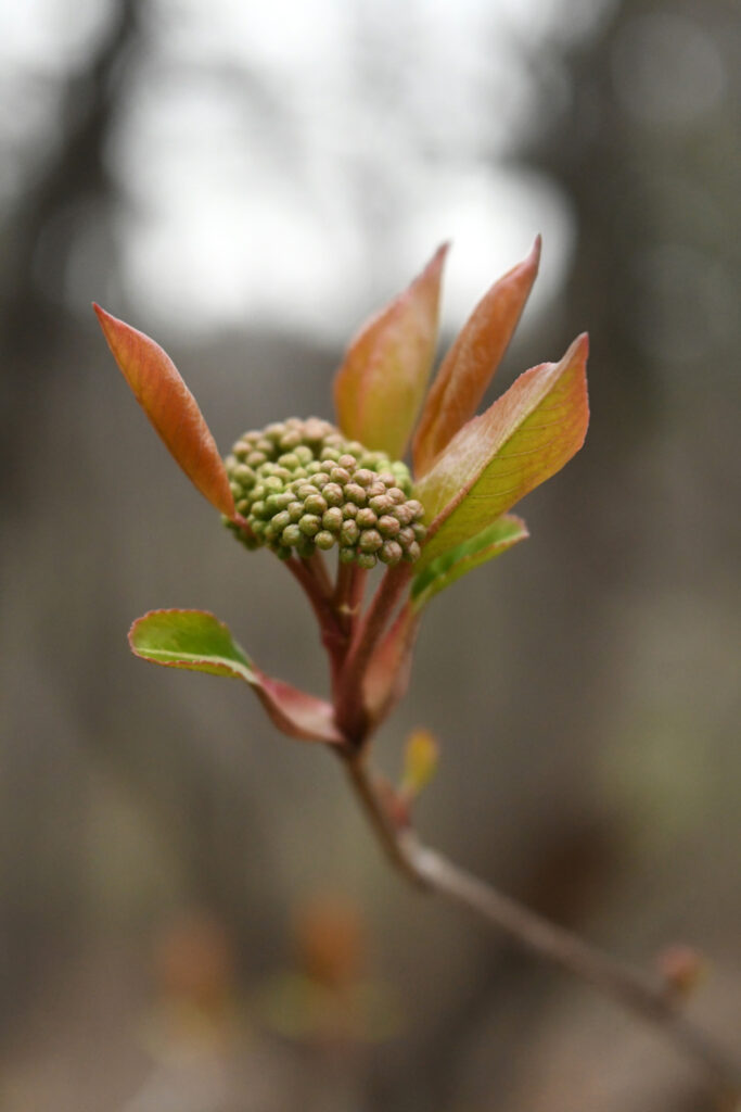 Viburnum buds, Prospect Park