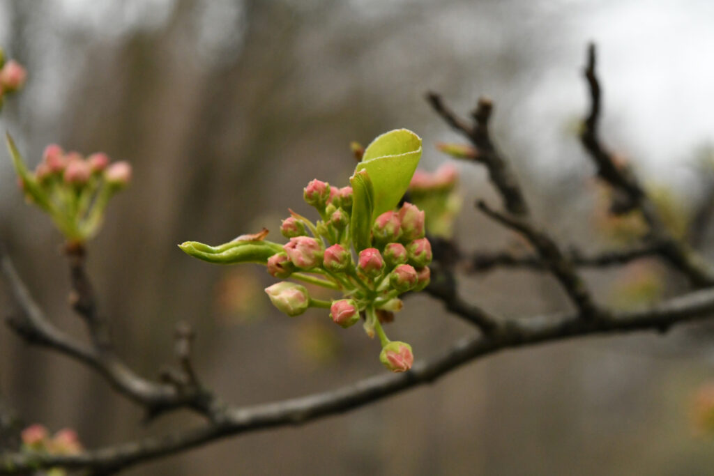 Crab apple buds, Prospect Park