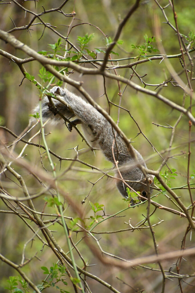 Squirrel, Prospect Park