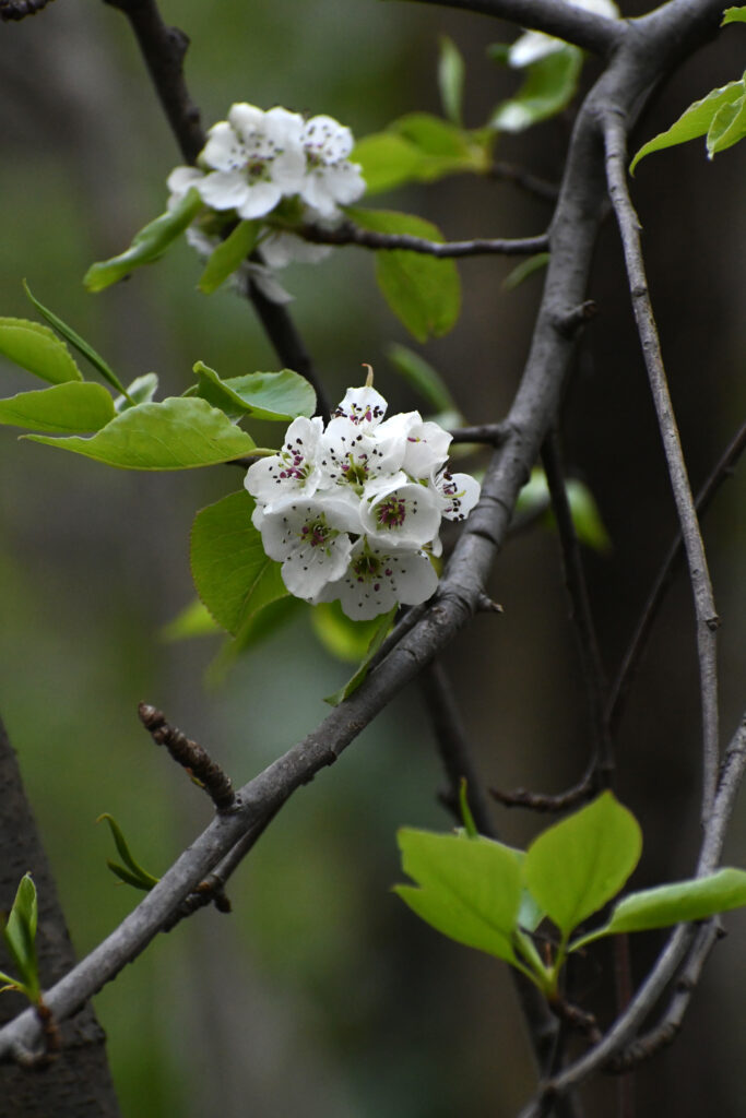 Hawthorn, Prospect Park