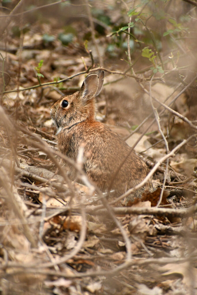 Rabbit, Prospect Park