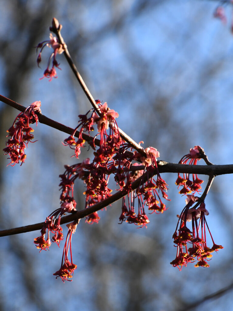 Red maple, Prospect Park