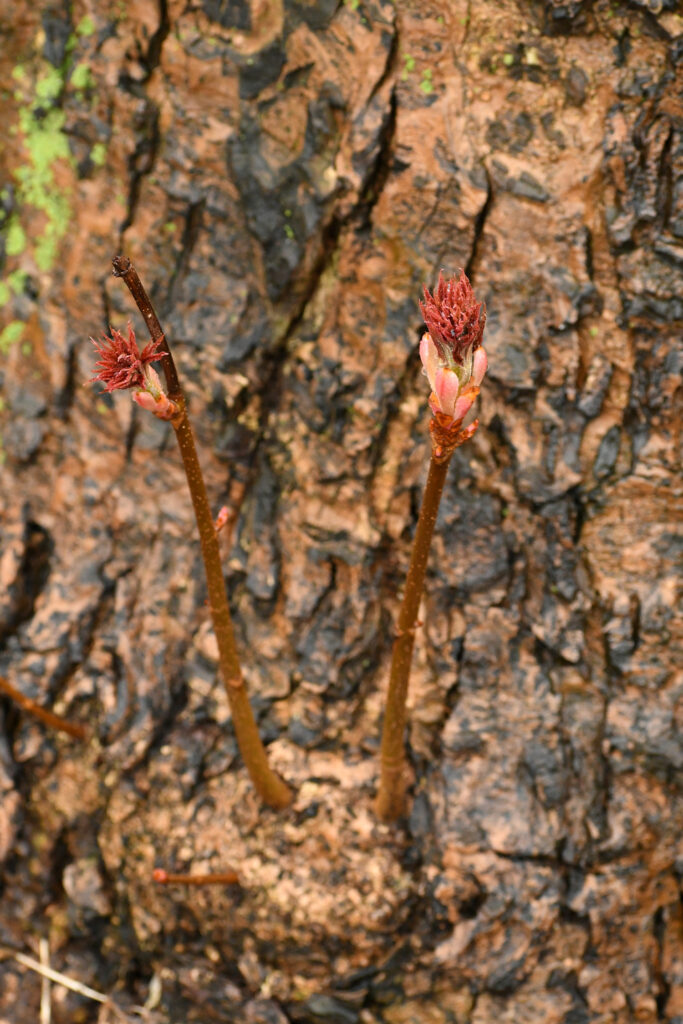 Common horse chestnut, Prospect Park
