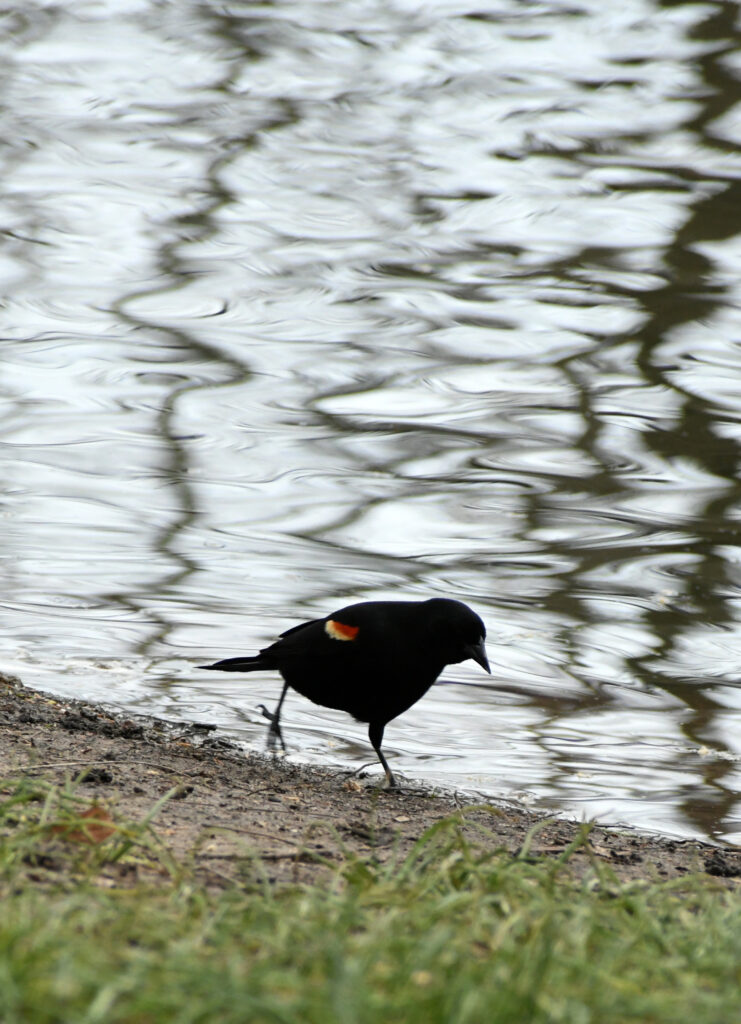 Red-winged blackbird, Prospect Park