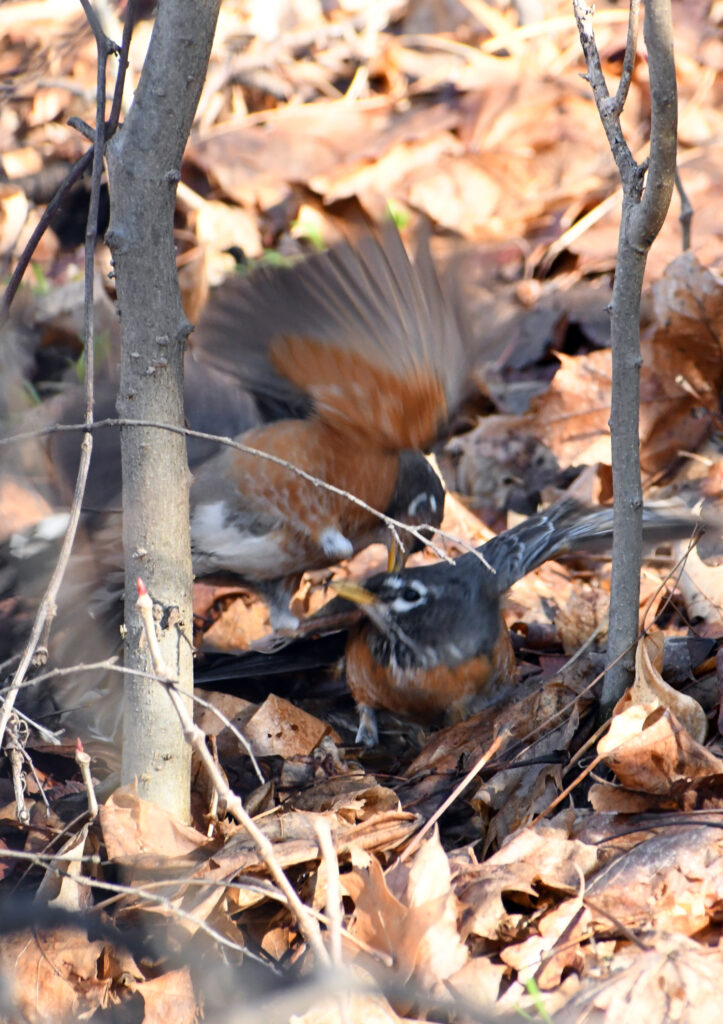 Robins, Prospect Park