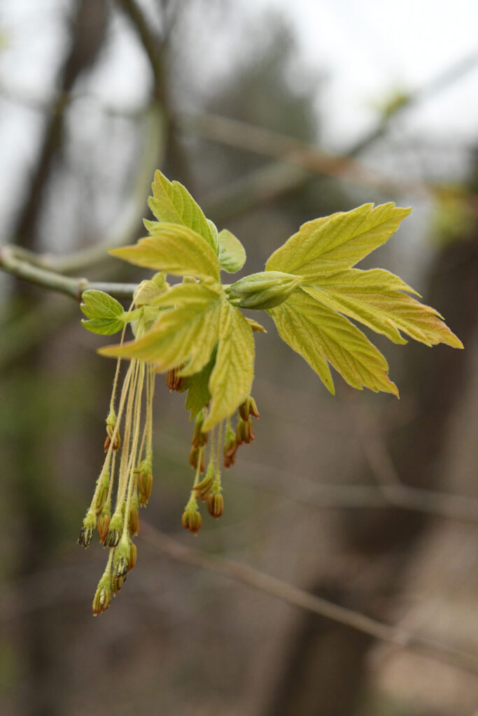 Sugar maple flowers, Prospect Park