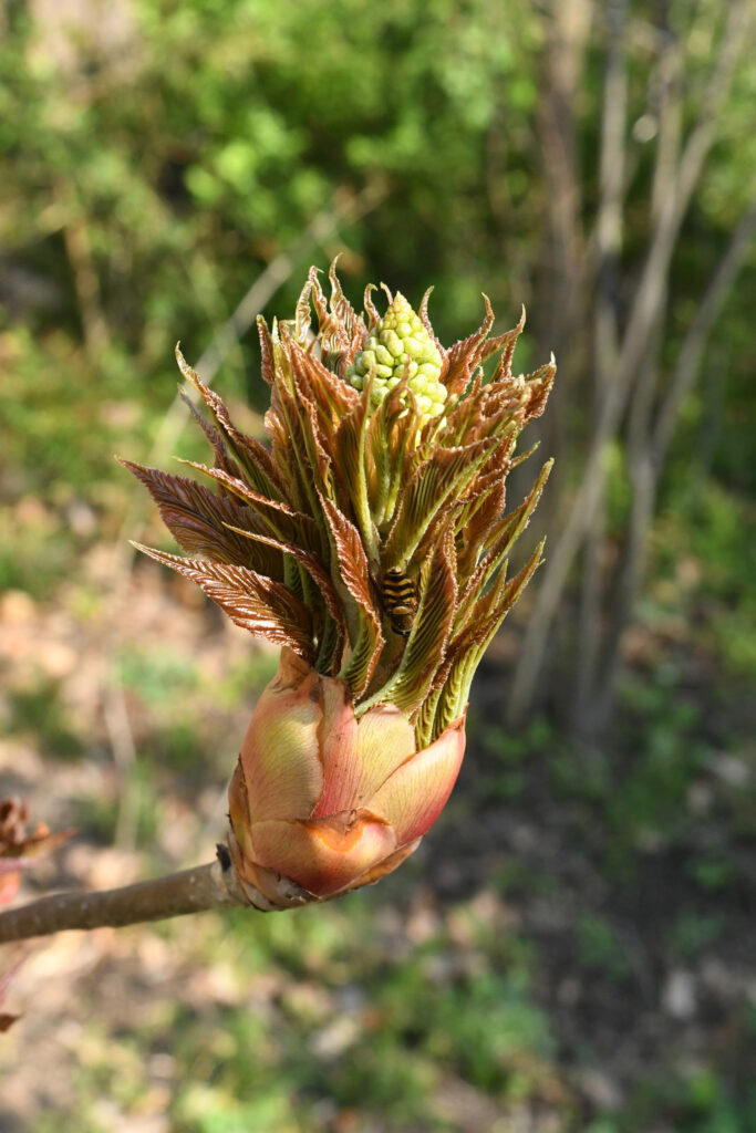 Bee in bud of common horse chestnut, Prospect Park