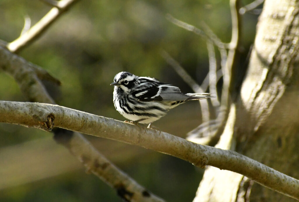 Black-and-white warbler, Prospect Park