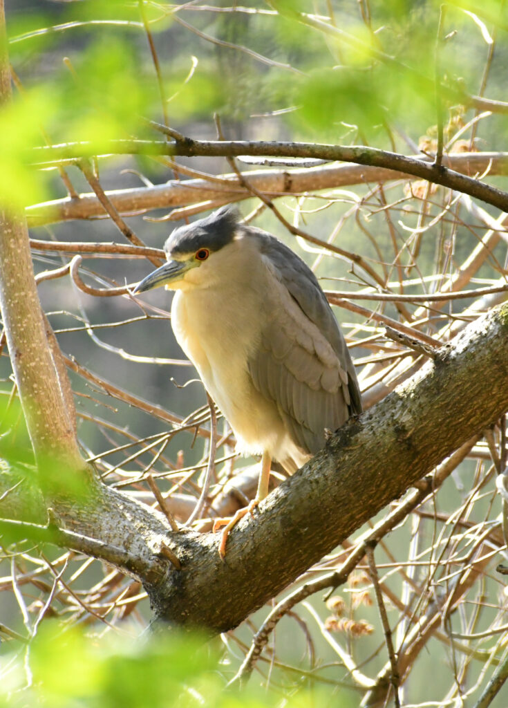 Black-crowned night heron, Prospect Park