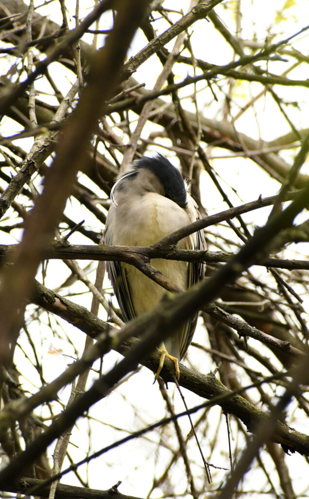 Black-crowned night heron (adult), sleeping, Prospect Park