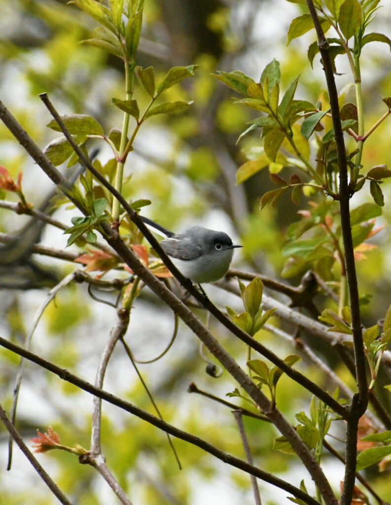 Blue-gray gnat-catcher, Prospect Park