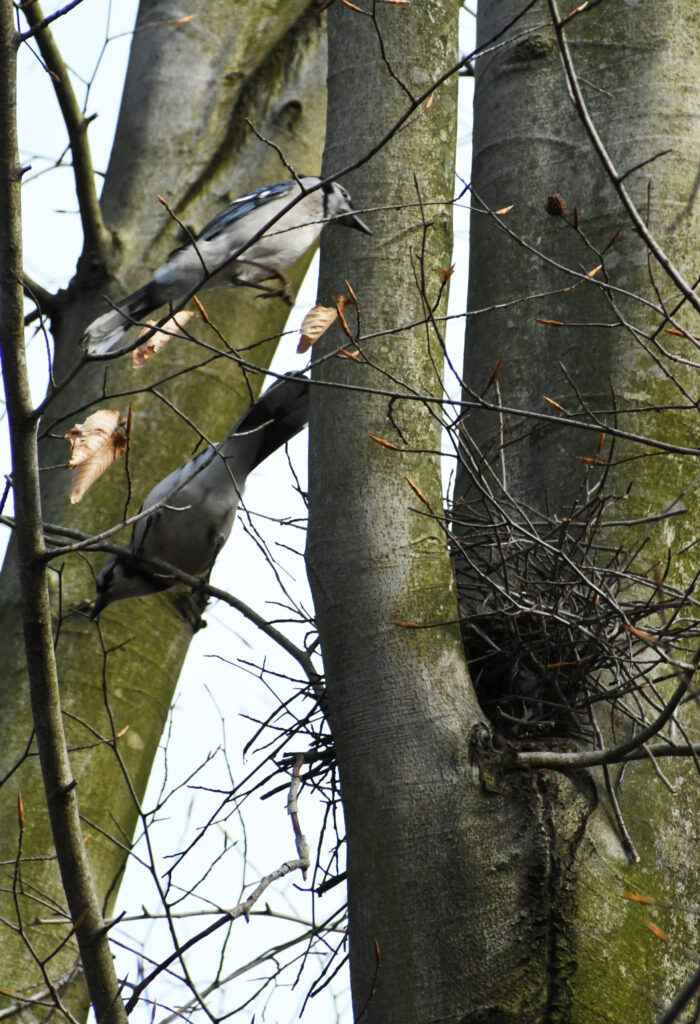 Blue jays, building a nest, Prospect Park