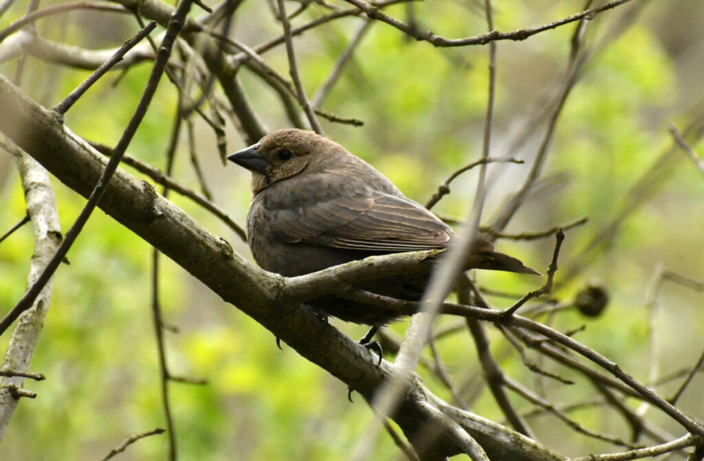 Brown-headed cowbird (female), Prospect Park