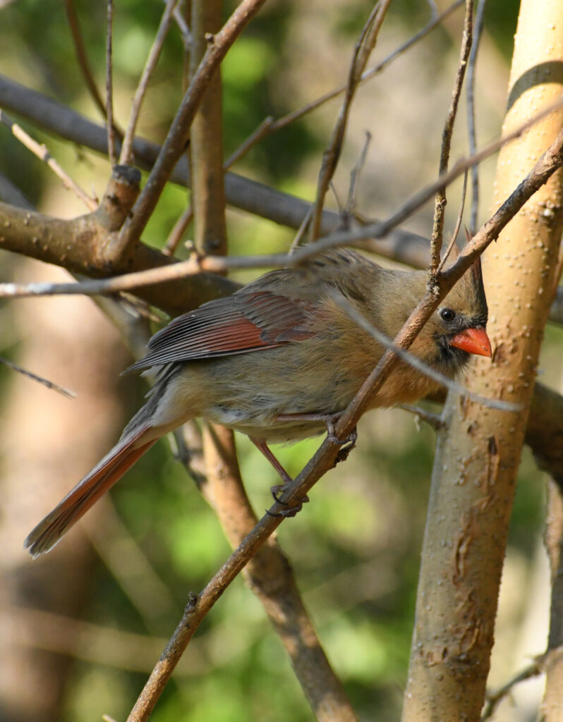 Cardinal (female), Prospect Park