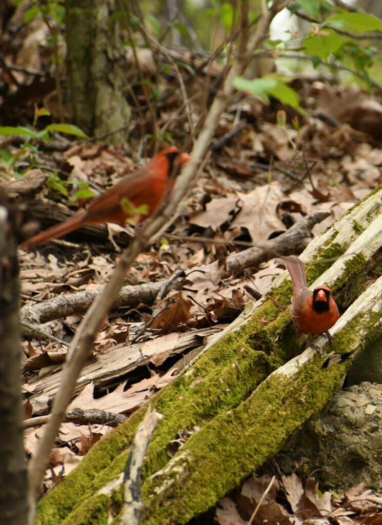 Cardinals, Prospect Park