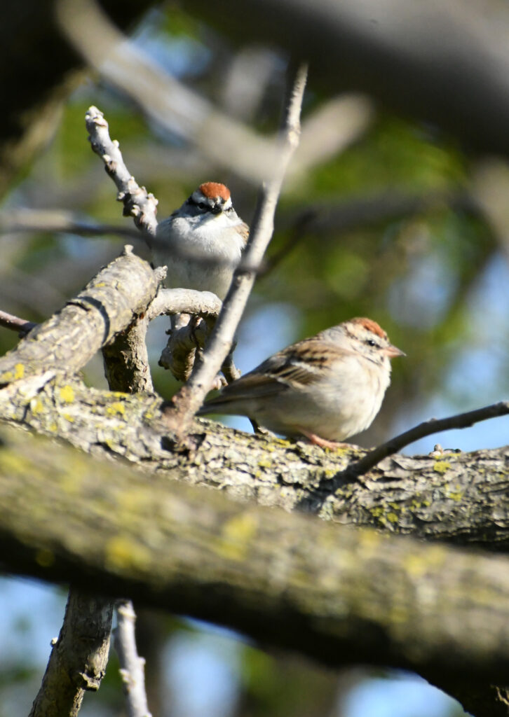 Chipping sparrows, Prospect Park