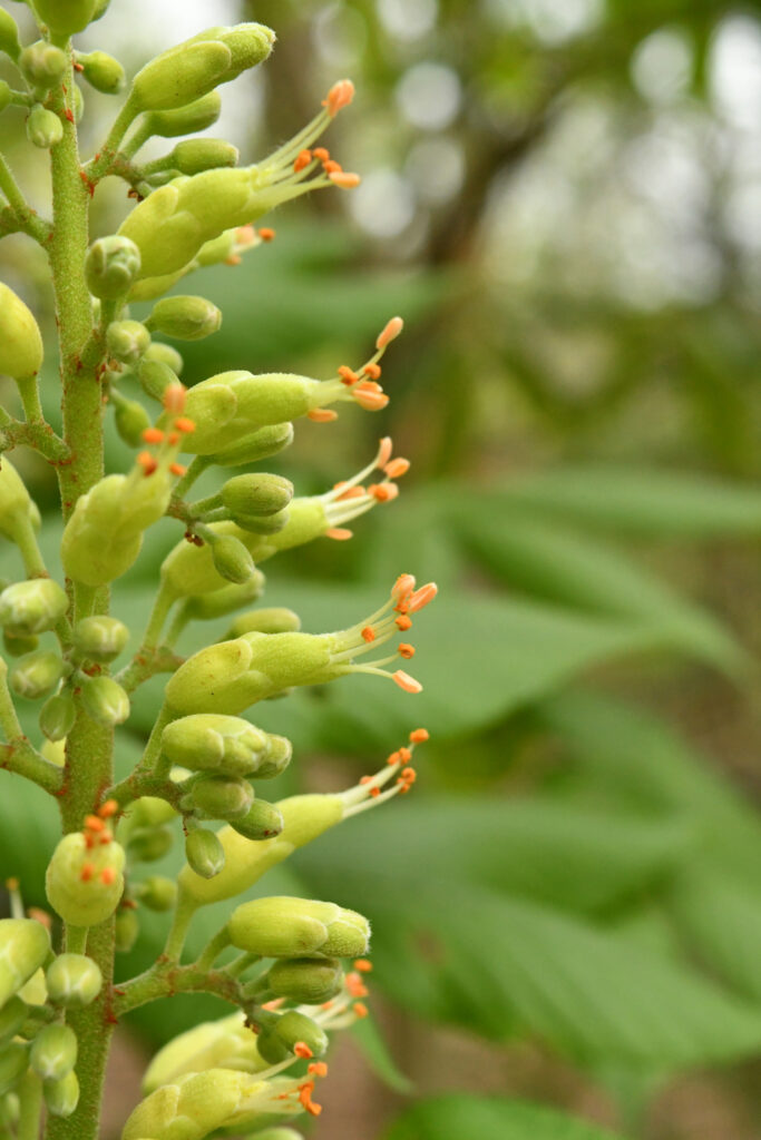 Common horse chestnut, Prospect Park