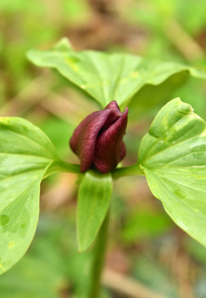 Purple trillium (?)