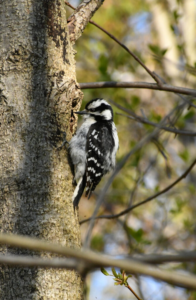 Downy woodpecker, Prospect Park