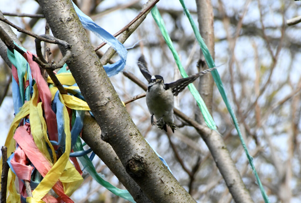 Downy  woodpecker with ribbons, Prospect Park