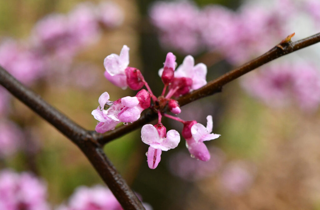Eastern  redbud, Prospect Park