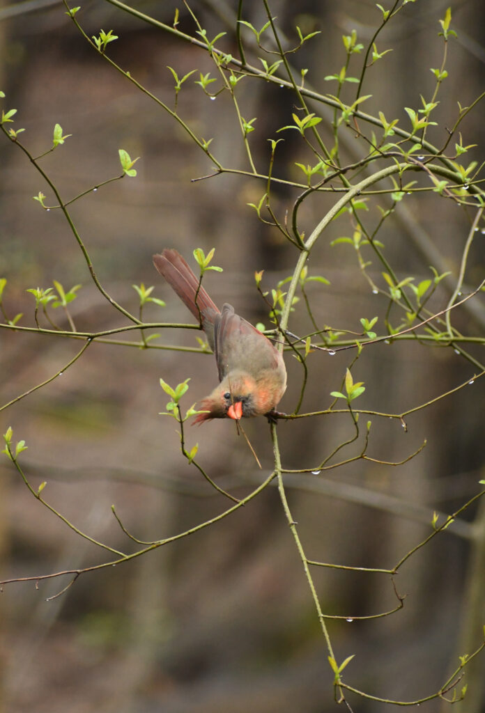 Cardinal (female), Prospect Park