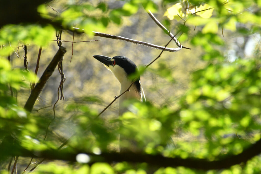 Black-crowned night heron