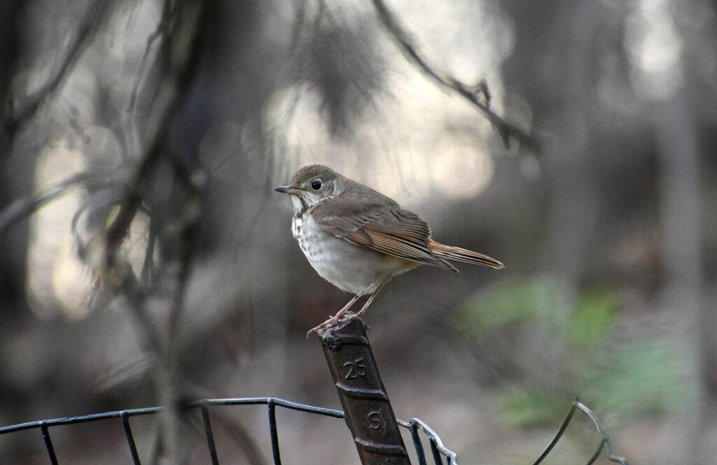 Hermit thrush, Prospect Park