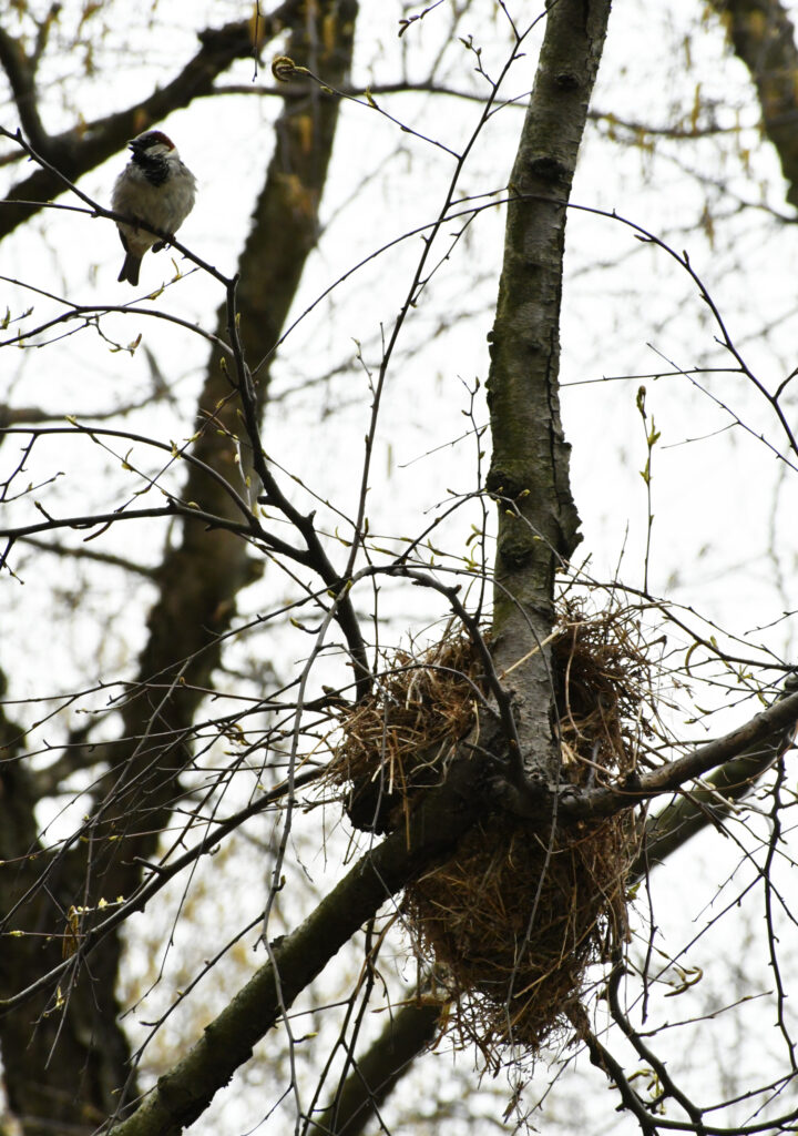House sparrow and nest, Prospect Park