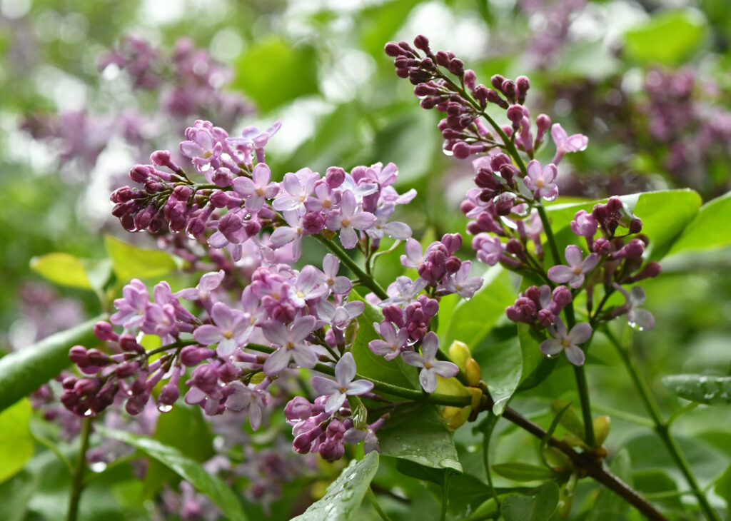 Lilacs, Prospect Park