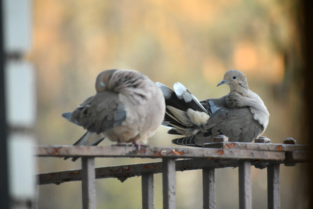 Mourning doves, preening