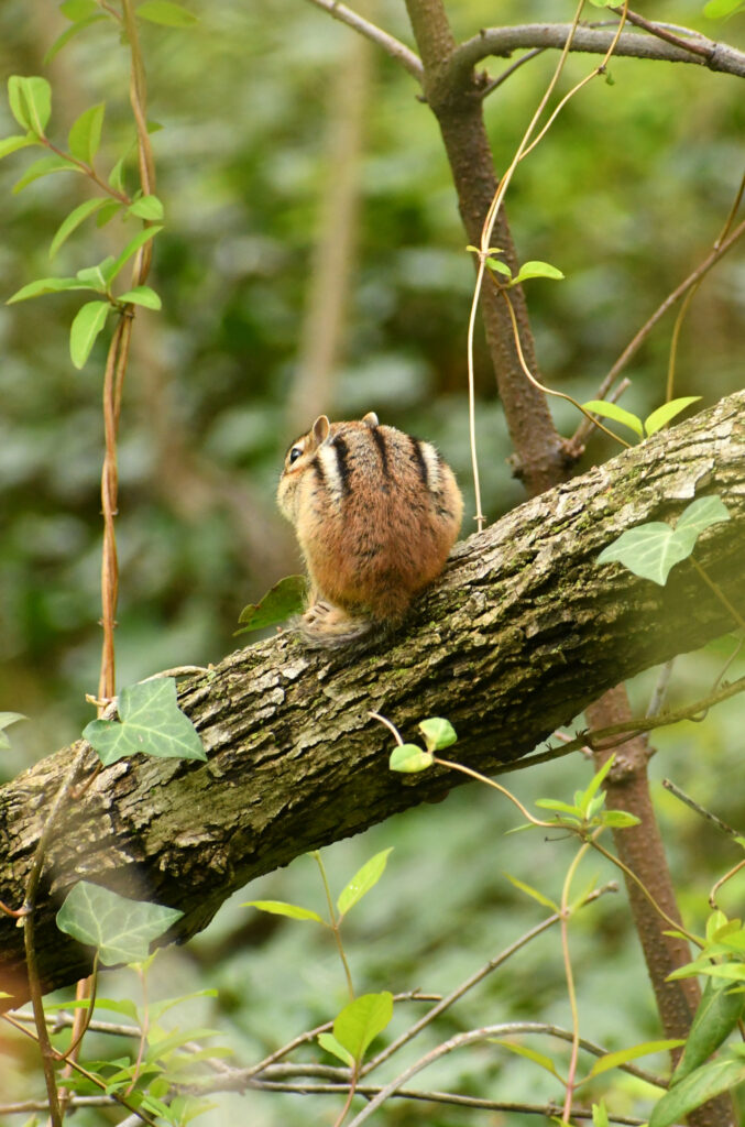 Chipmunk, Prospect Park