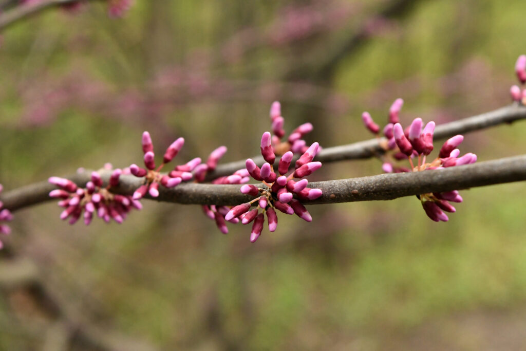 Eastern redbud, Prospect Park