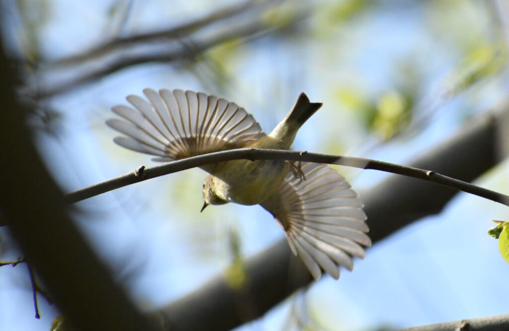 Ruby-crowned kinglet, Prospect Park