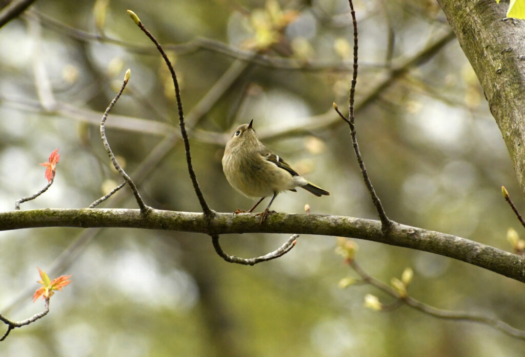 Ruby-crowned kinglet, Prospect Park
