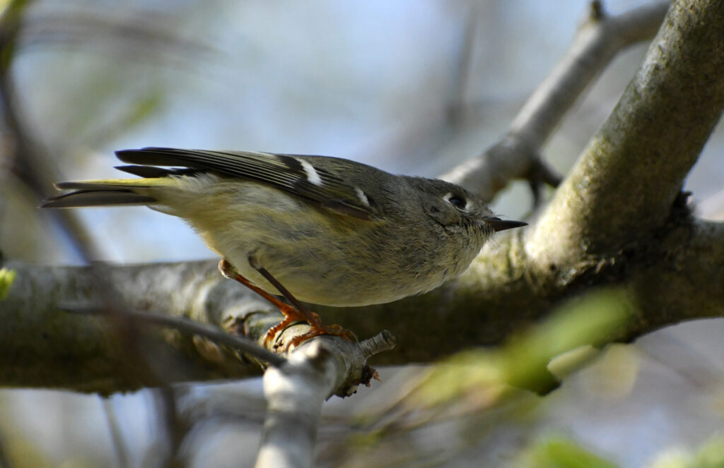 Ruby-crowned kinglet, Prospect Park