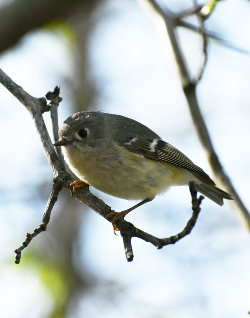Ruby-crowned kinglet, Prospect Park