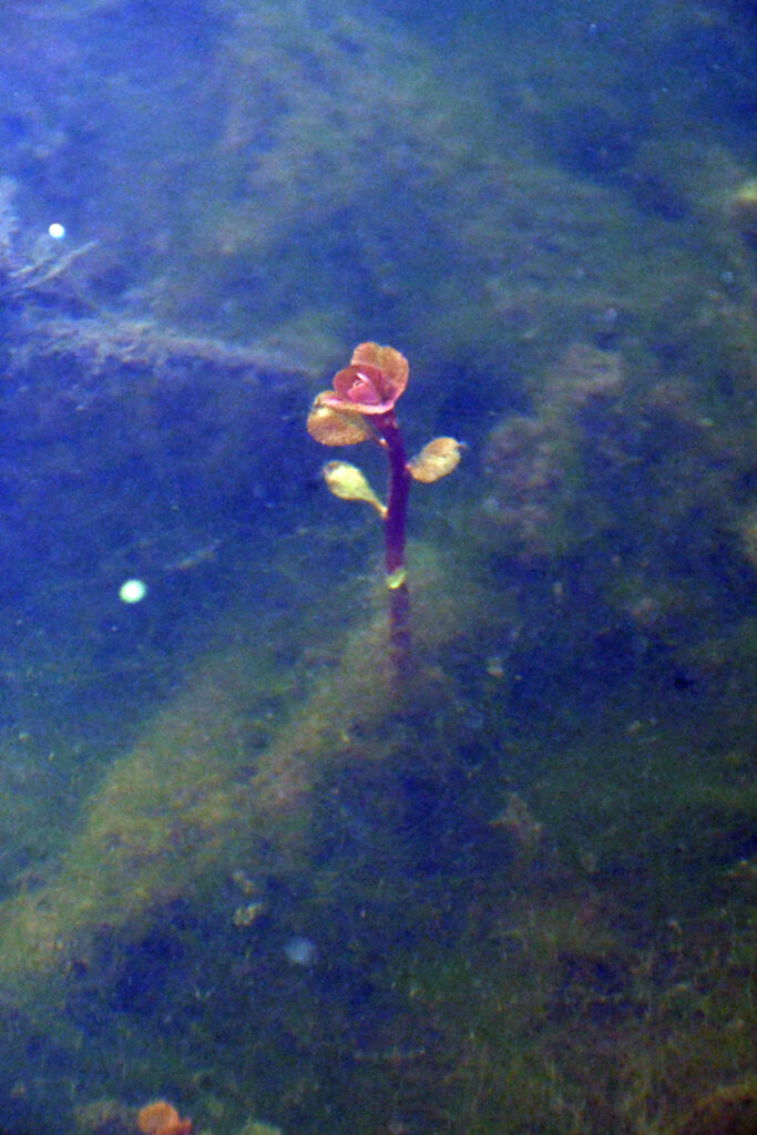 Underwater, Prospect Park