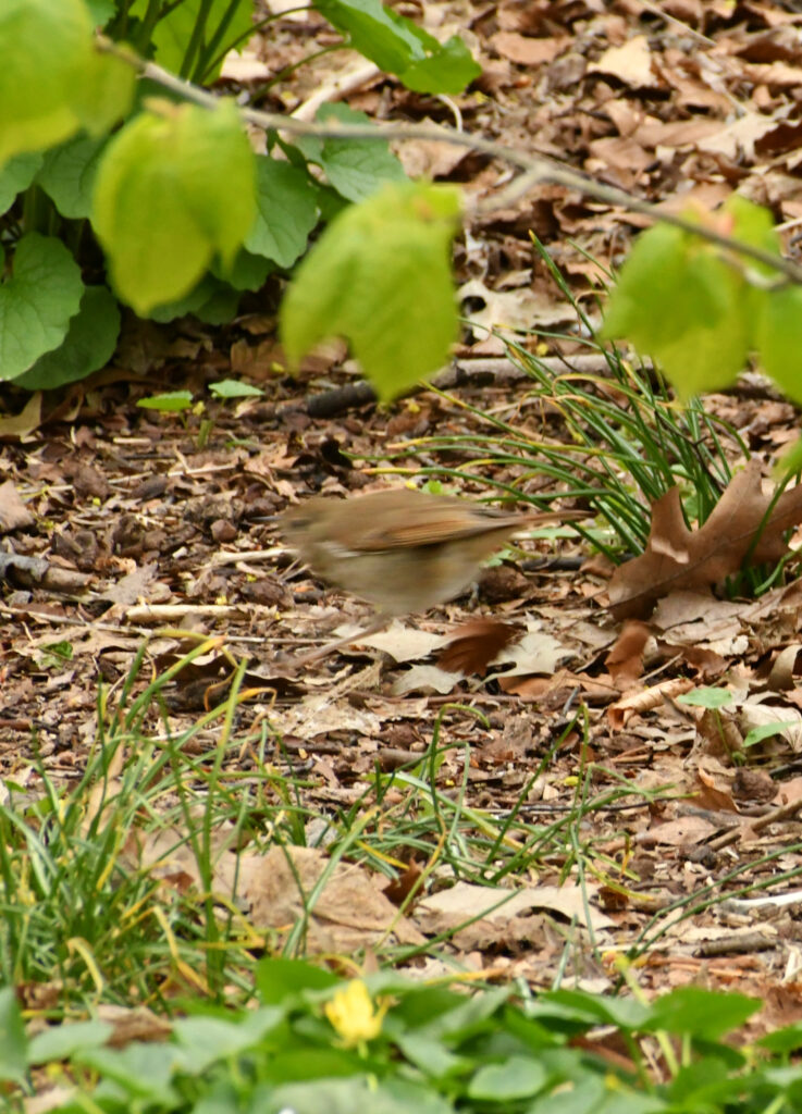 Veery, in motion, Prospect Park