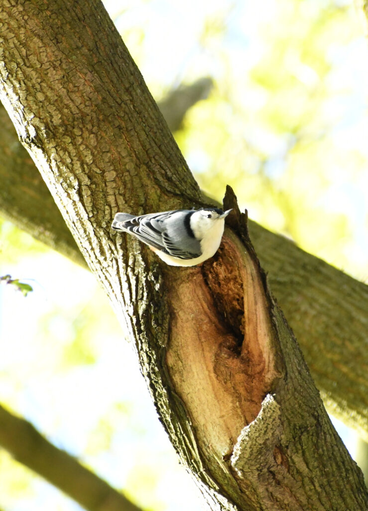 White-breasted nuthatch, Prospect Park