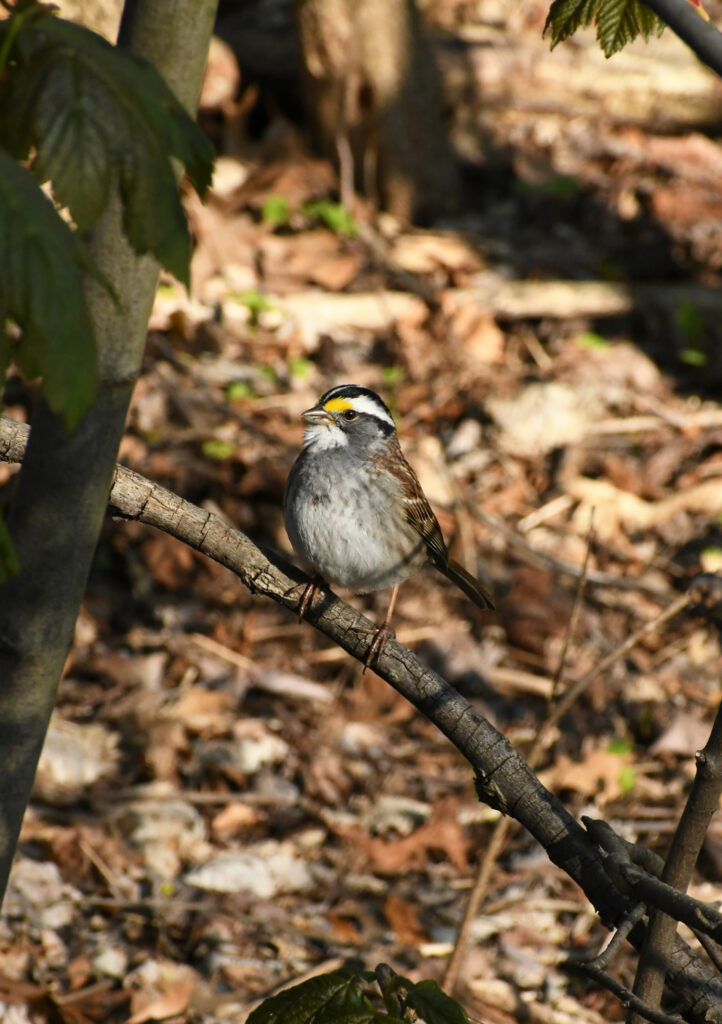White-throated sparrow, Prospect Park
