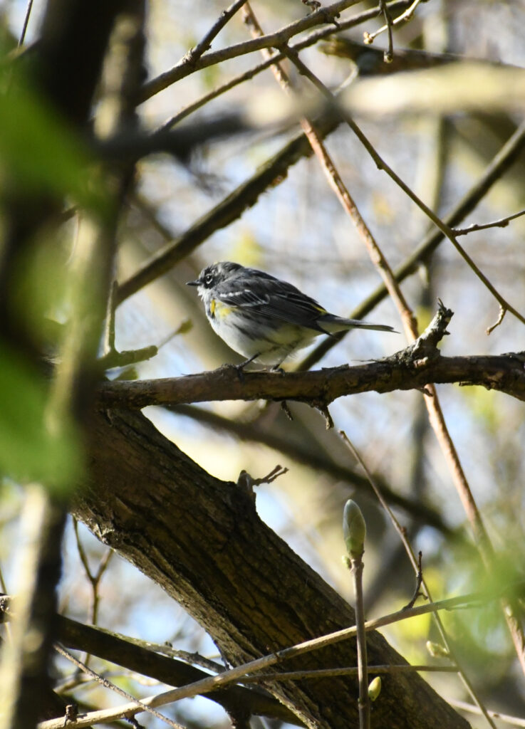 Yellow-rumped warbler, Prospect Park